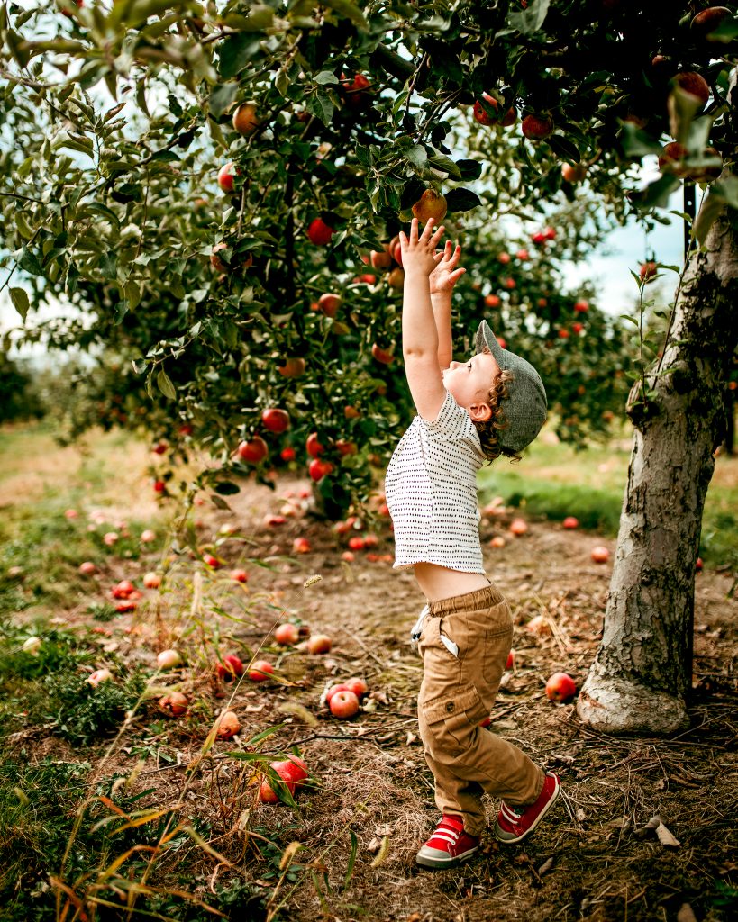Apple Orchard Photos